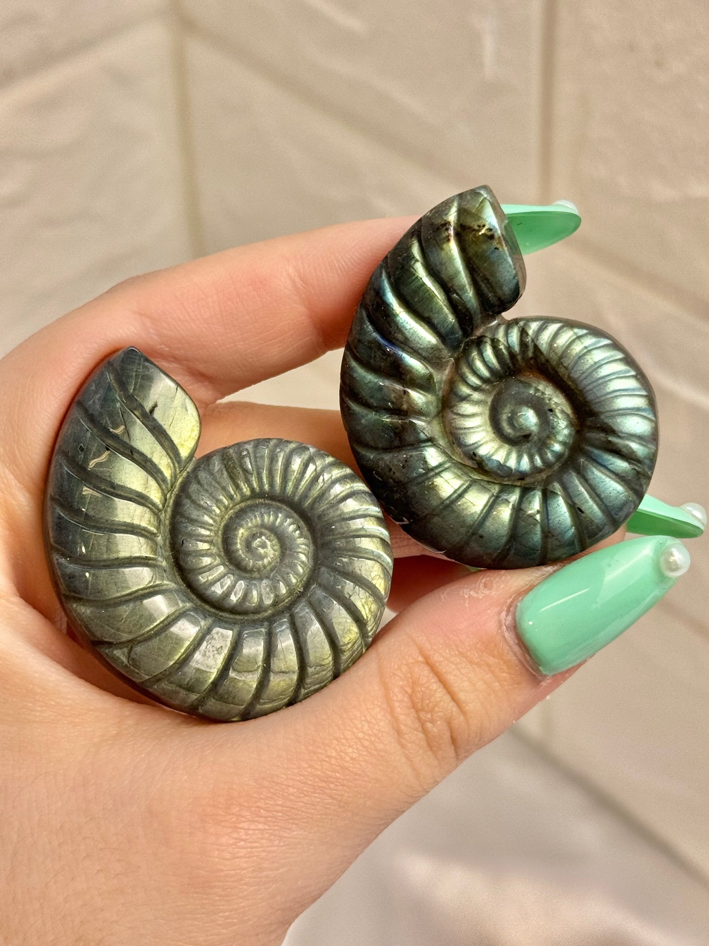 1 flashy labradorite nautilus shell