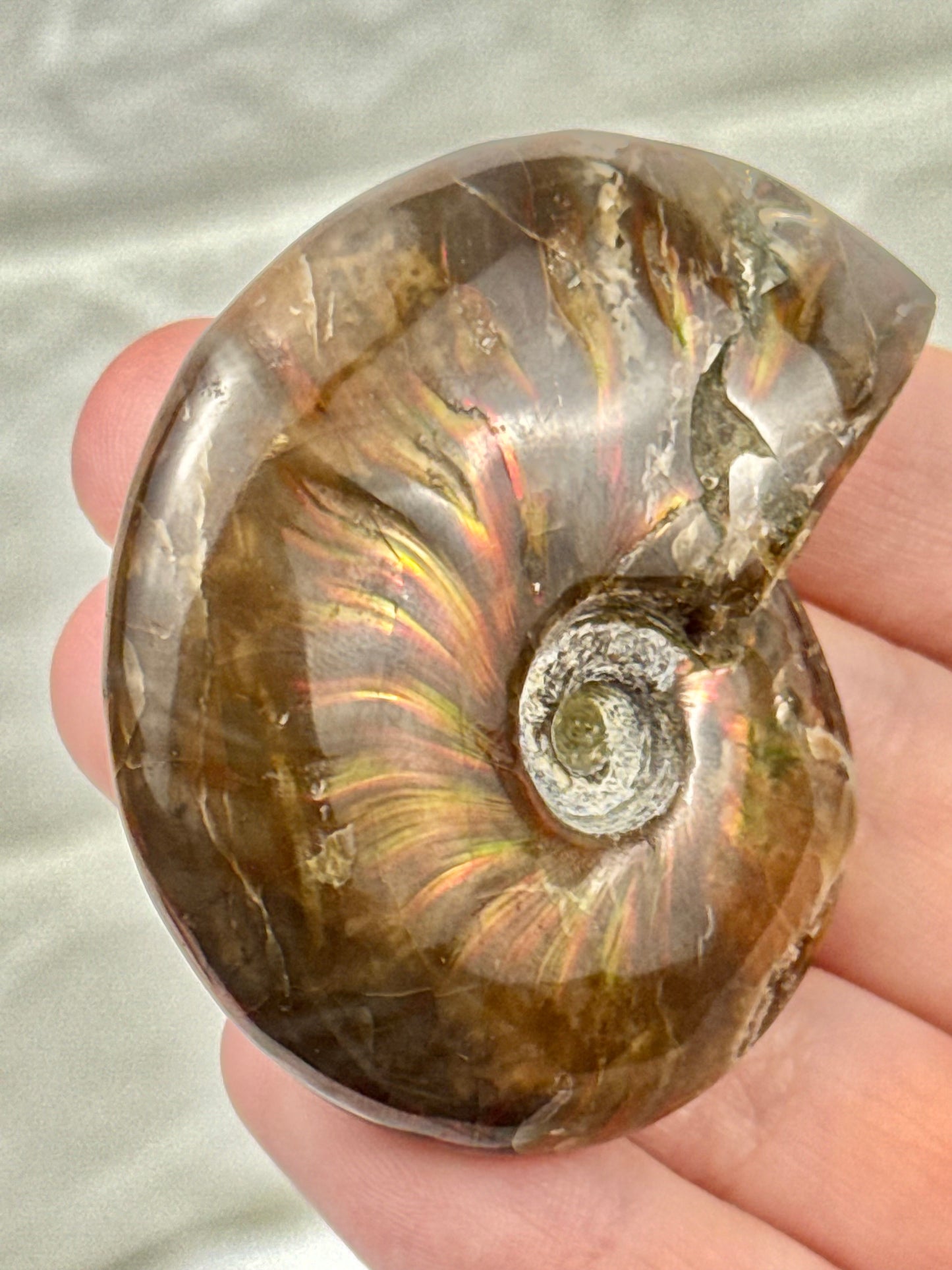 1 beautiful flashy ammonite fossil