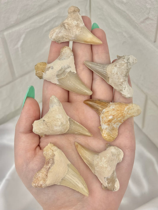 1 sharks tooth from Morocco