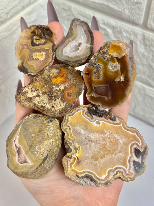 You pick! Beautiful fall toned Laguna agates from Chihuahua Mexico