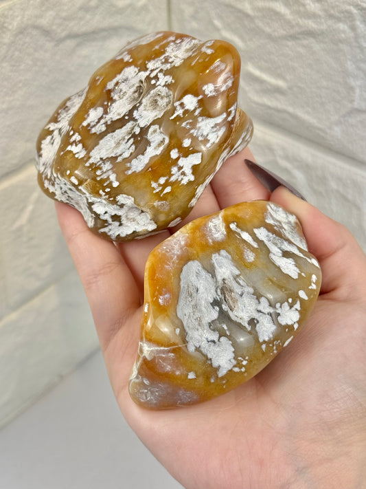 1 polished coral from Florida