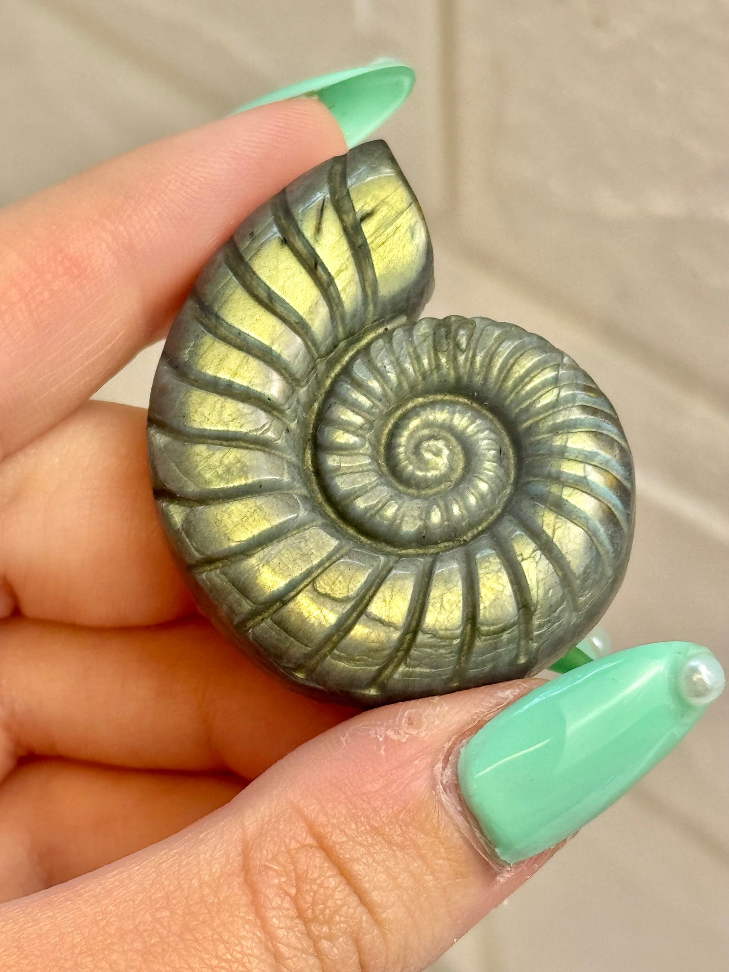1 flashy labradorite nautilus shell
