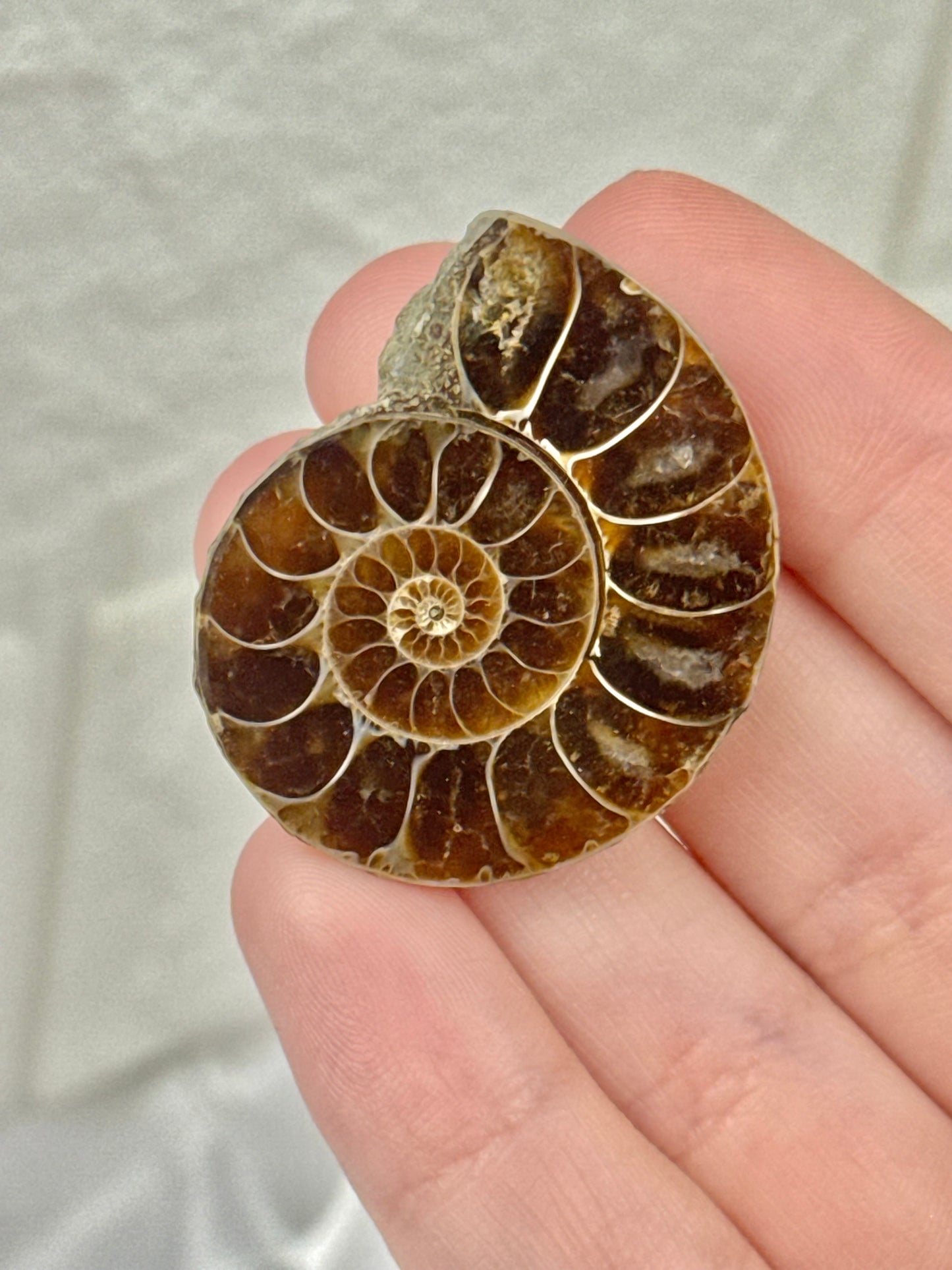 1 beautiful small ammonite fossil from Madagascar