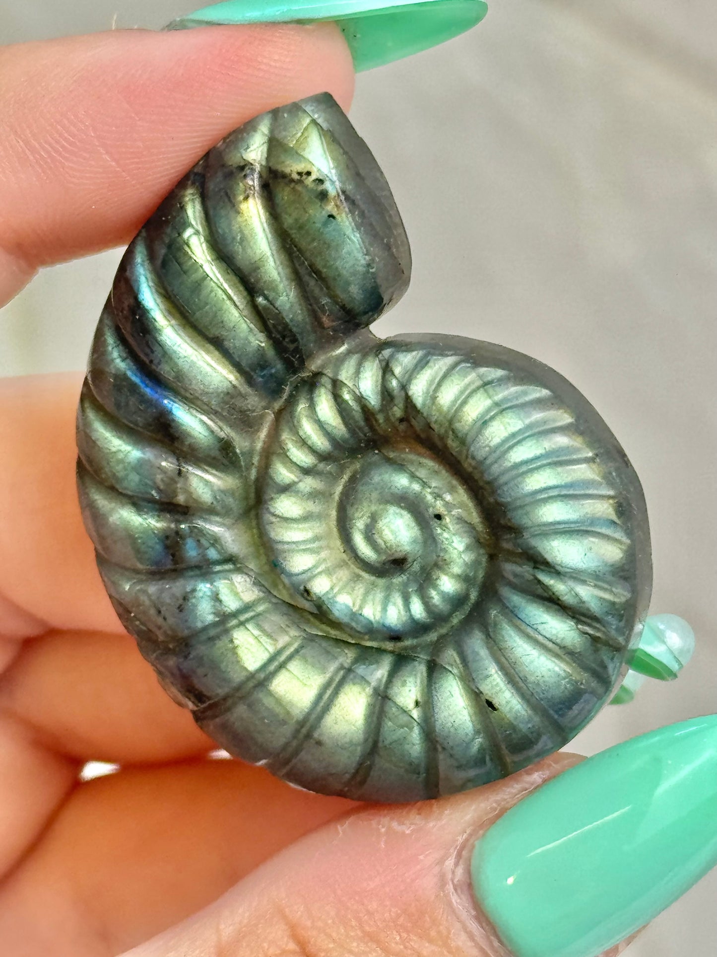 1 flashy labradorite nautilus shell