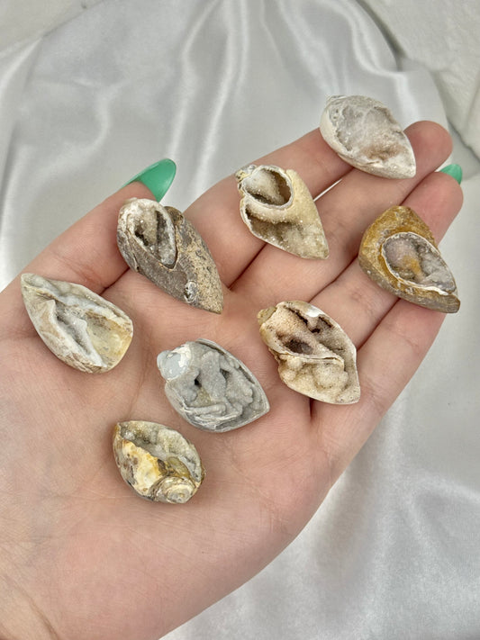 1 druzy fossilized shell from India