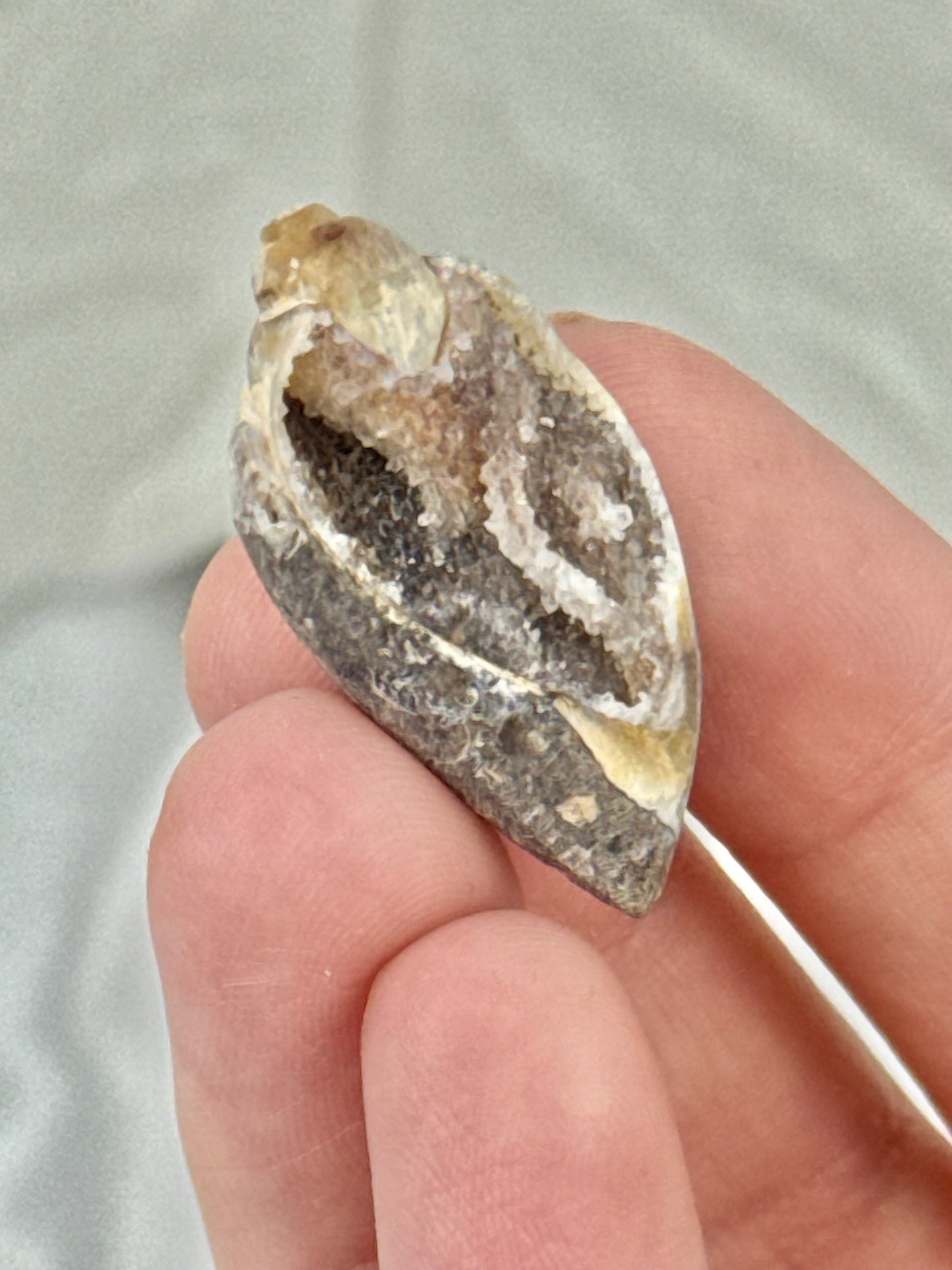 1 druzy fossilized shell from India