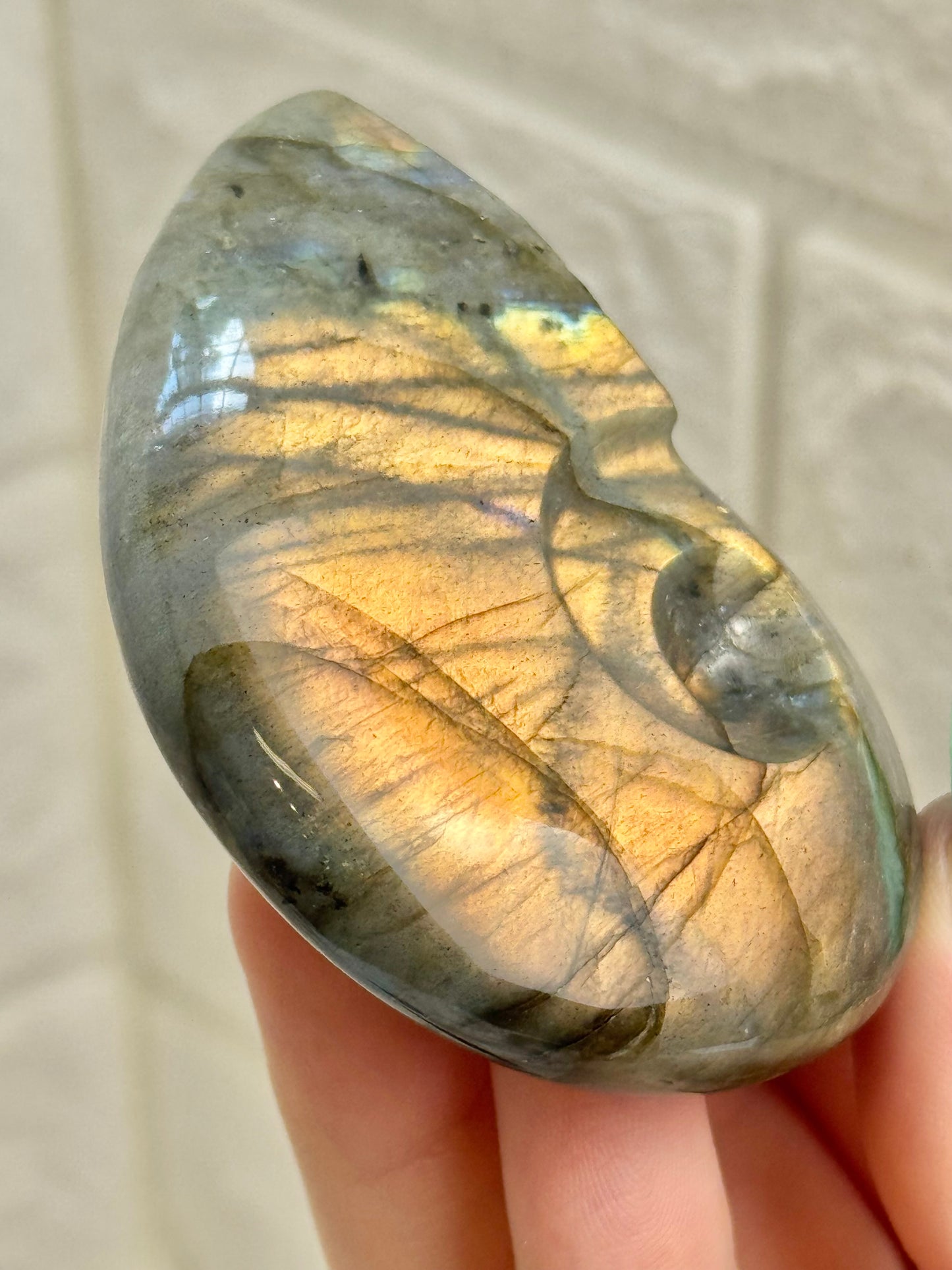 1 labradorite nautilus shell