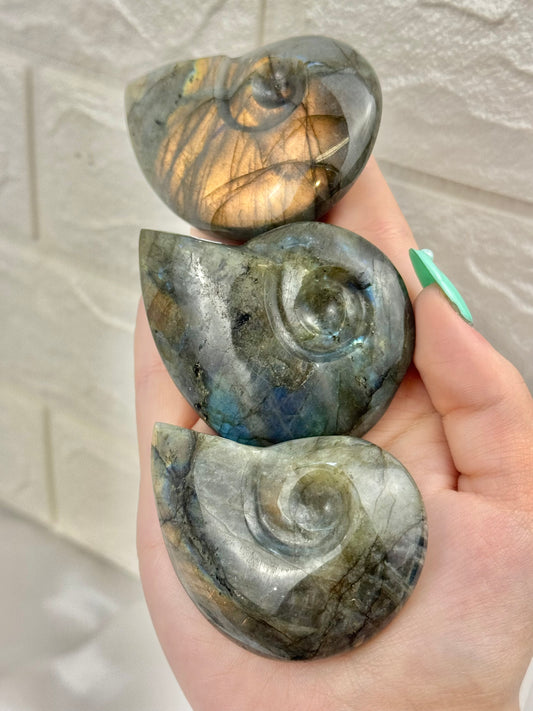 1 labradorite nautilus shell
