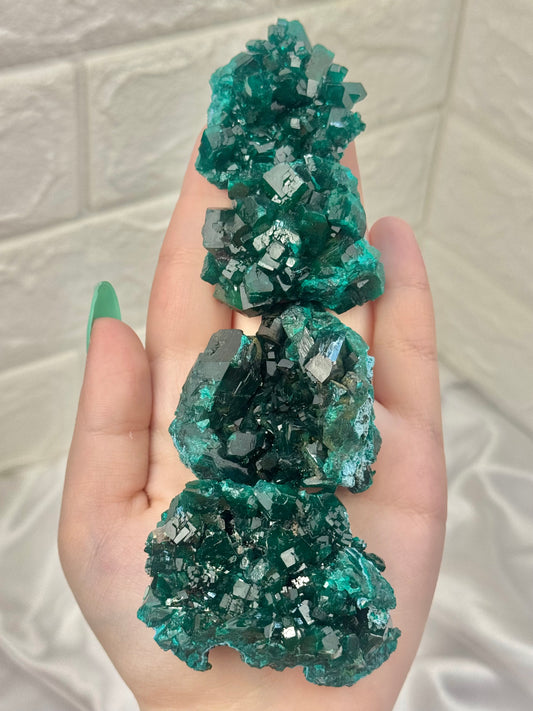 You pick! Insane high-grade dioptase specimens from DRC