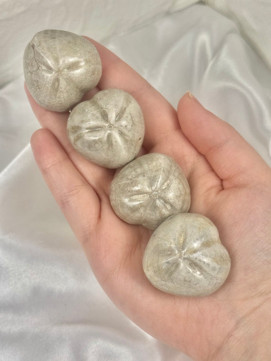 1 fossilized sea urchin from Madagascar