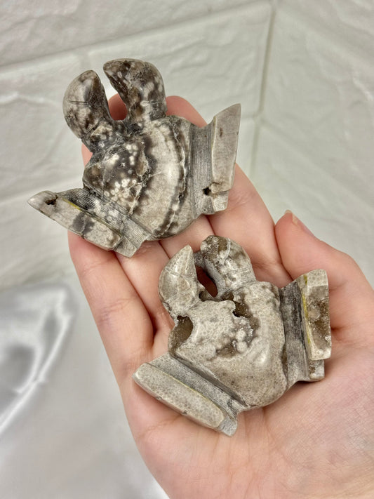 1 adorable Orbicular jasper crab