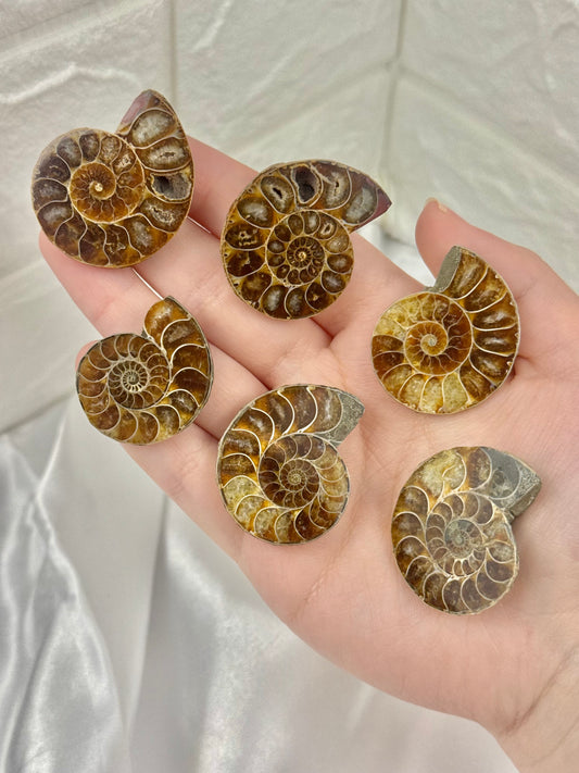 1 beautiful small ammonite fossil from Madagascar