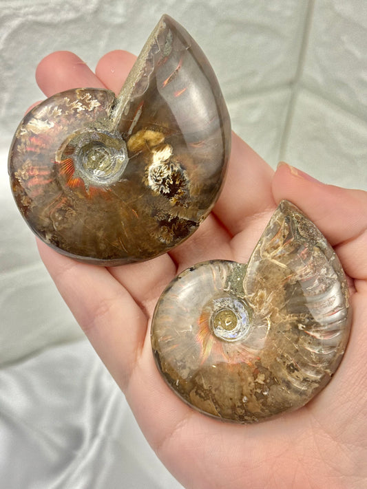 1 beautiful flashy ammonite fossil