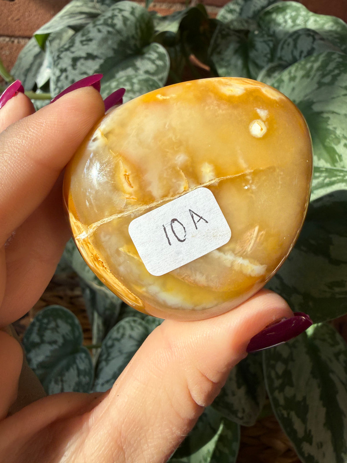 Orca X Carnelian Gallet/ Palm Stone 10A