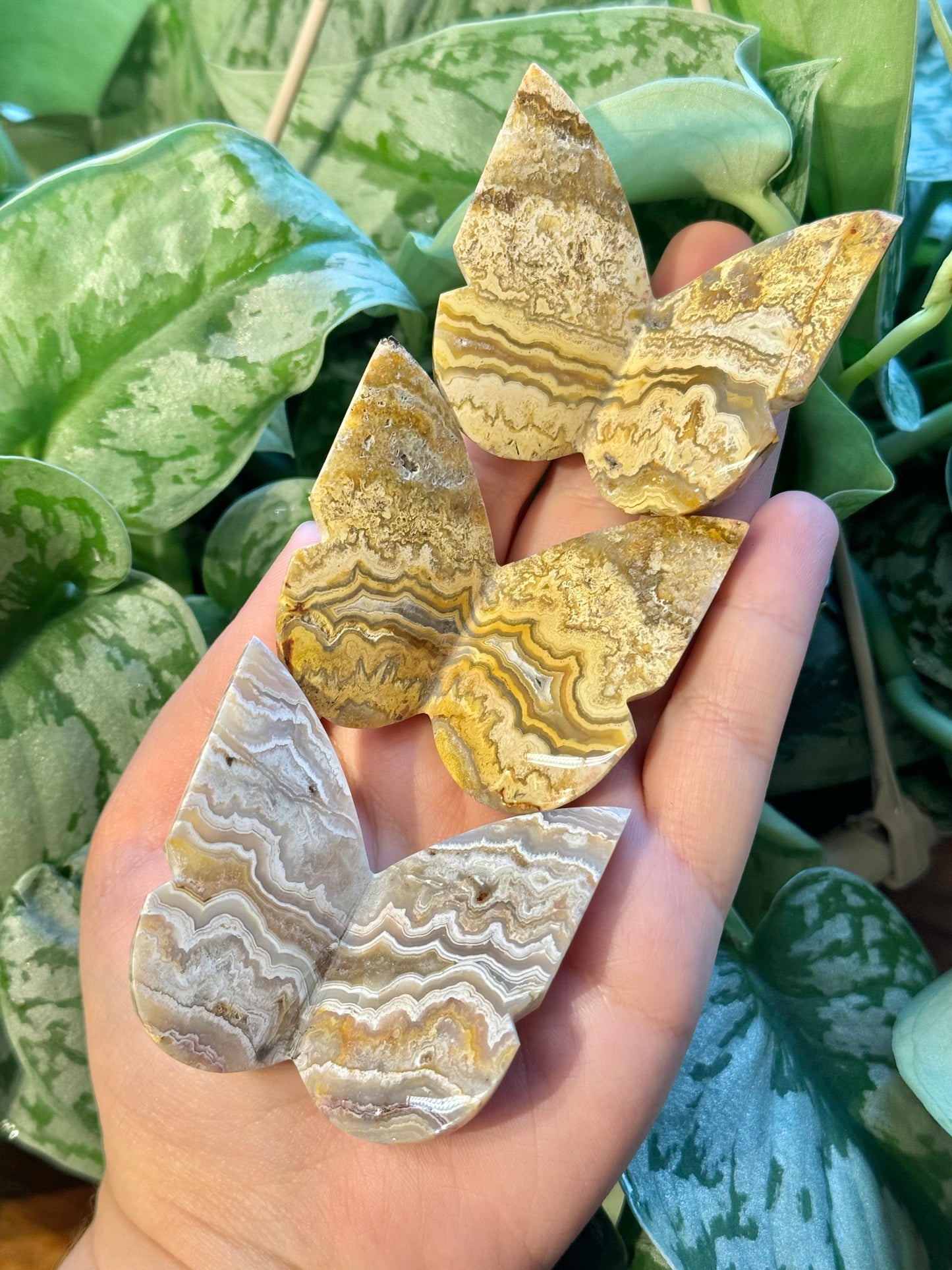 1 intuitive yellow crazy lace agate 3D butterfly from Indonesia