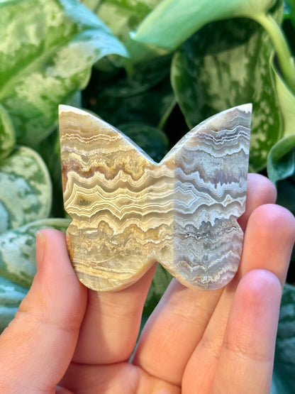 1 intuitive yellow crazy lace agate 3D butterfly from Indonesia