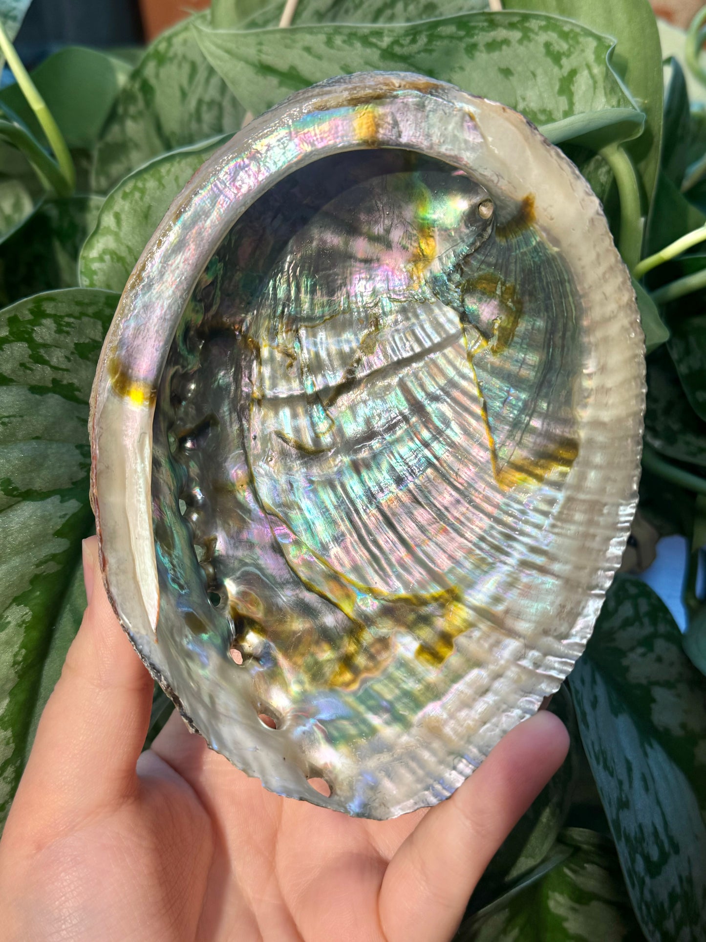 1 intuitive farm raised abalone shell