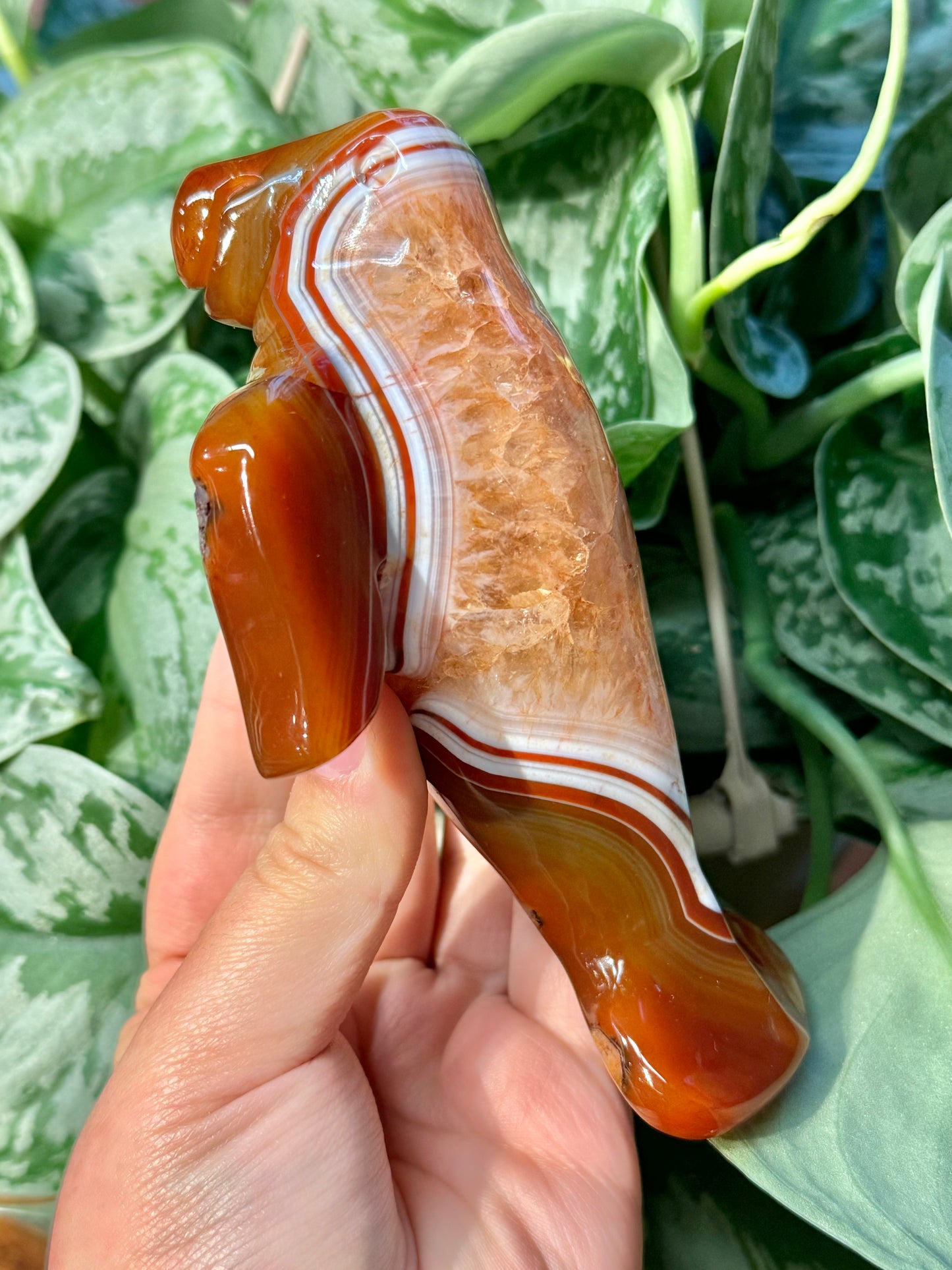 XL heated carnelian manatee A