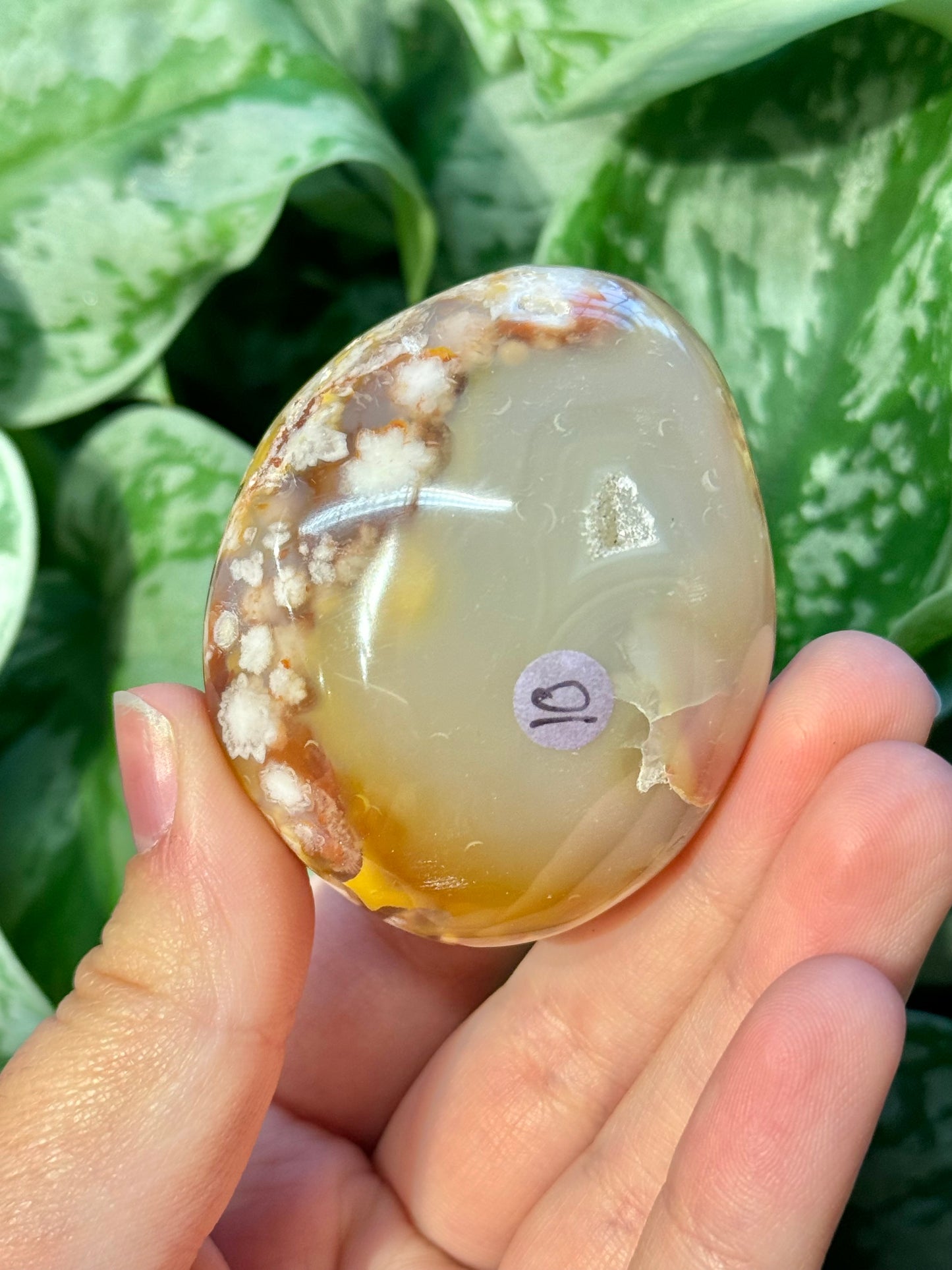 Flower agate palm stone from Madagascar