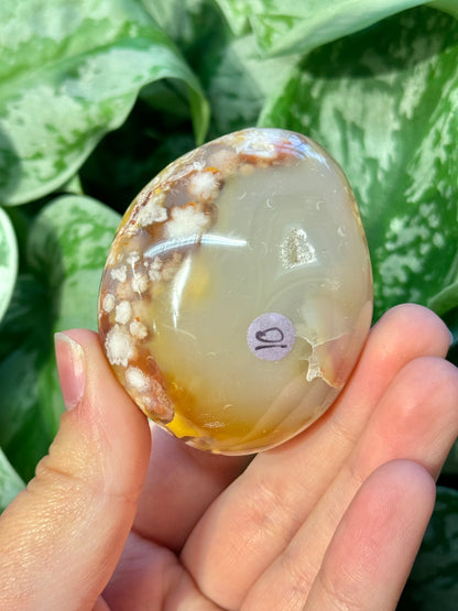 Flower agate palm stone from Madagascar