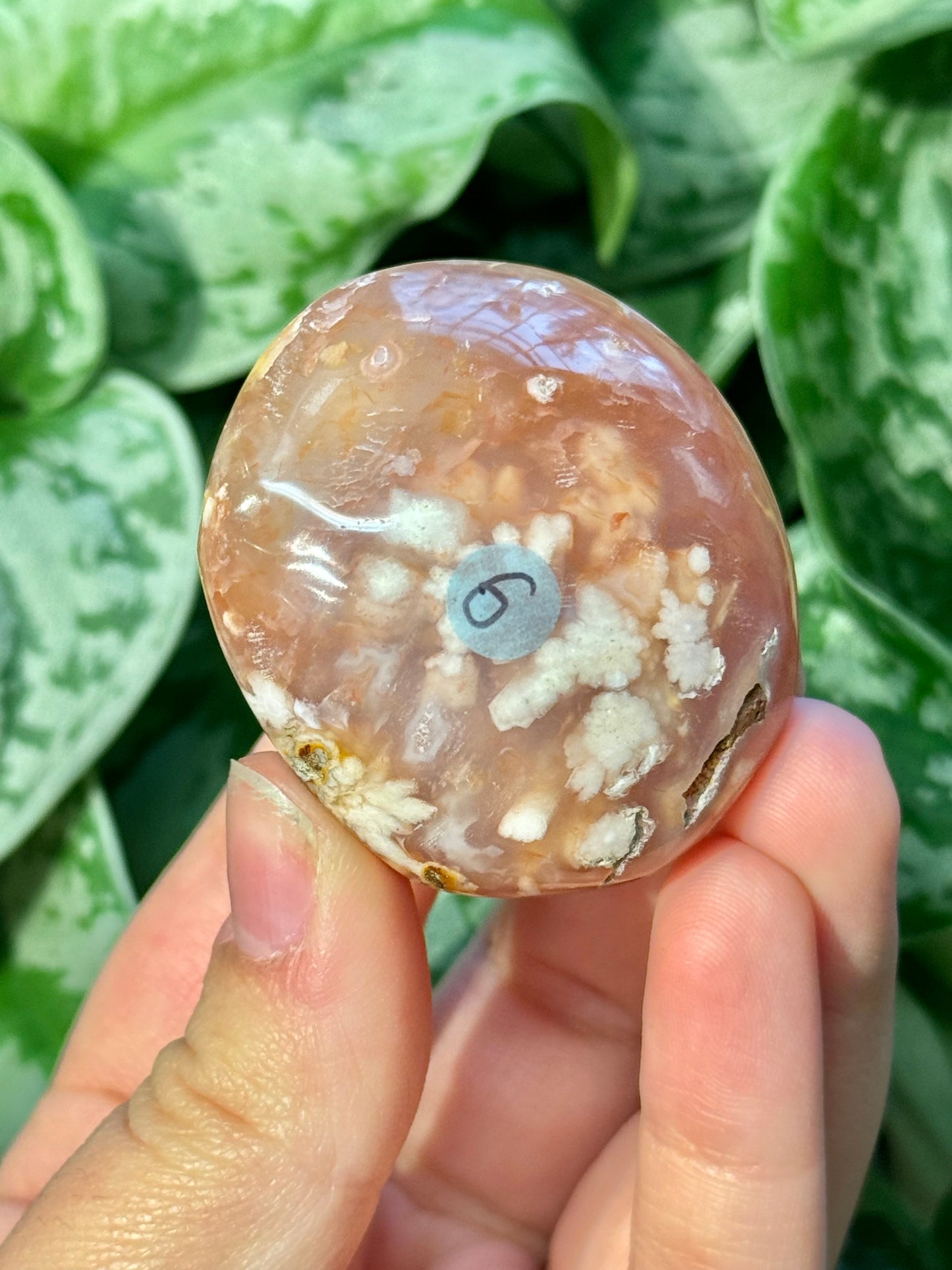 Flower agate palm stone from Madagascar