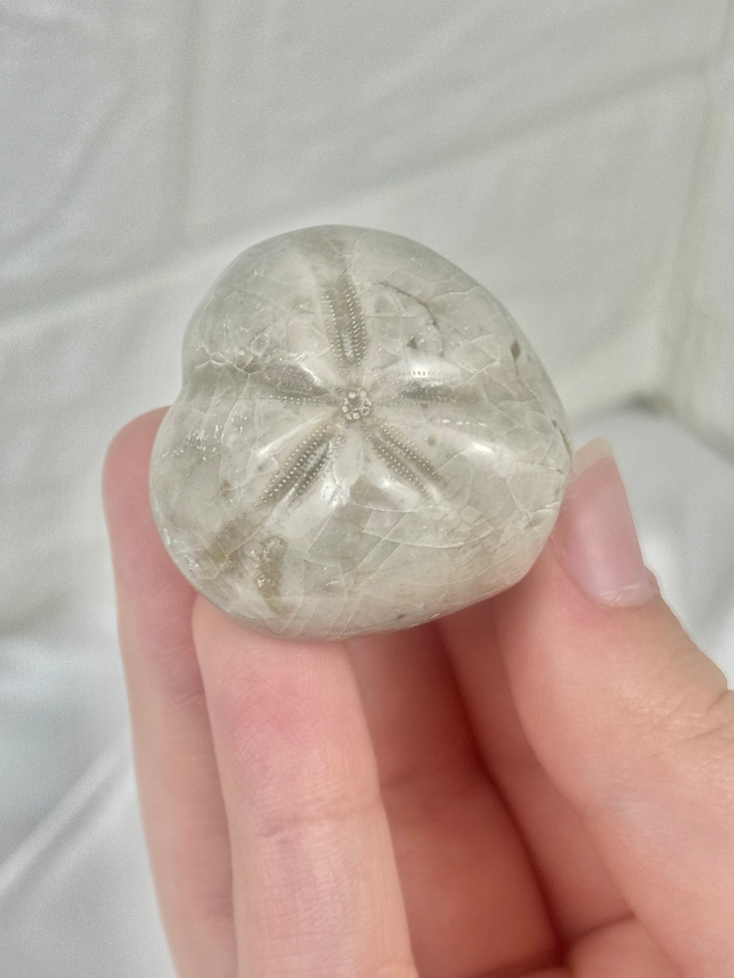 1 fossilized sea urchin from Madagascar