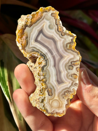 Gray/white laguna agate Q