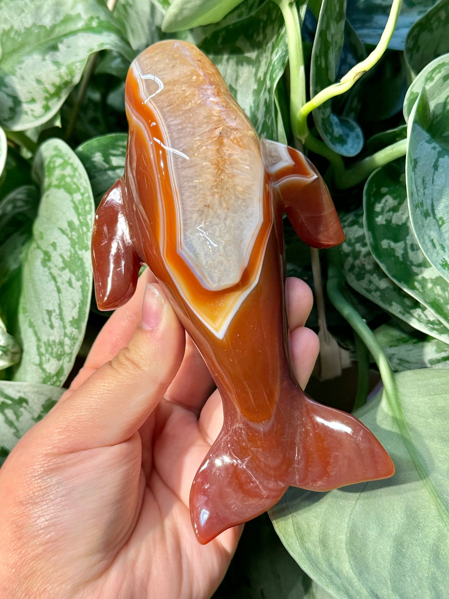 XL Heated carnelian whale C