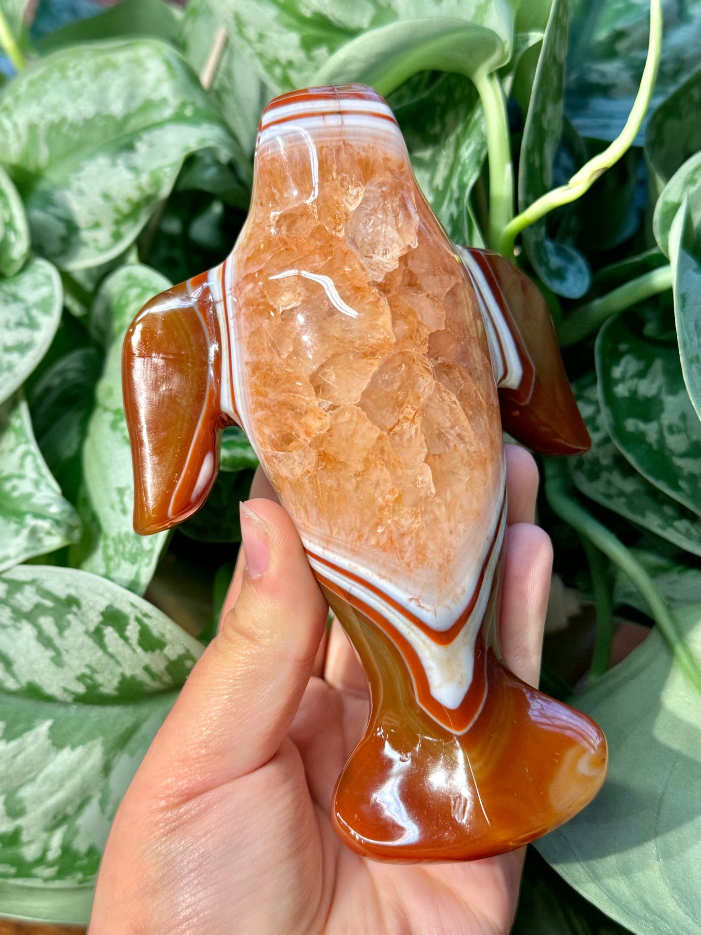 XL heated carnelian manatee A