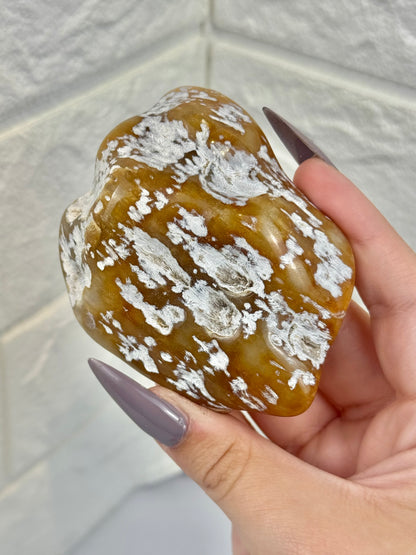 1 polished coral from Florida