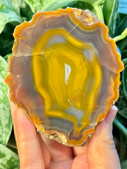 High quality banded Condor agate from Argentina