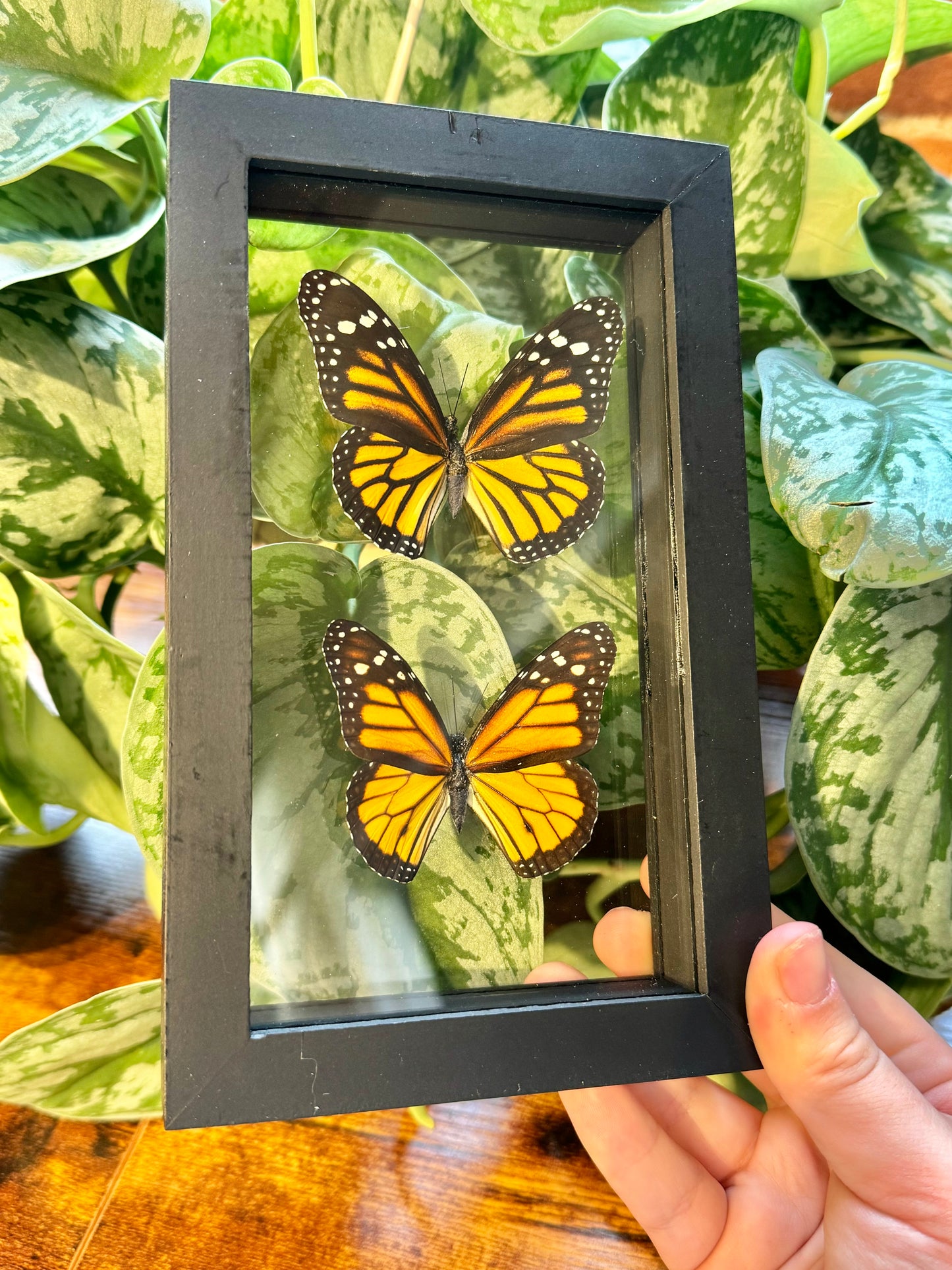 1 stunning preserved double monarch butterfly display