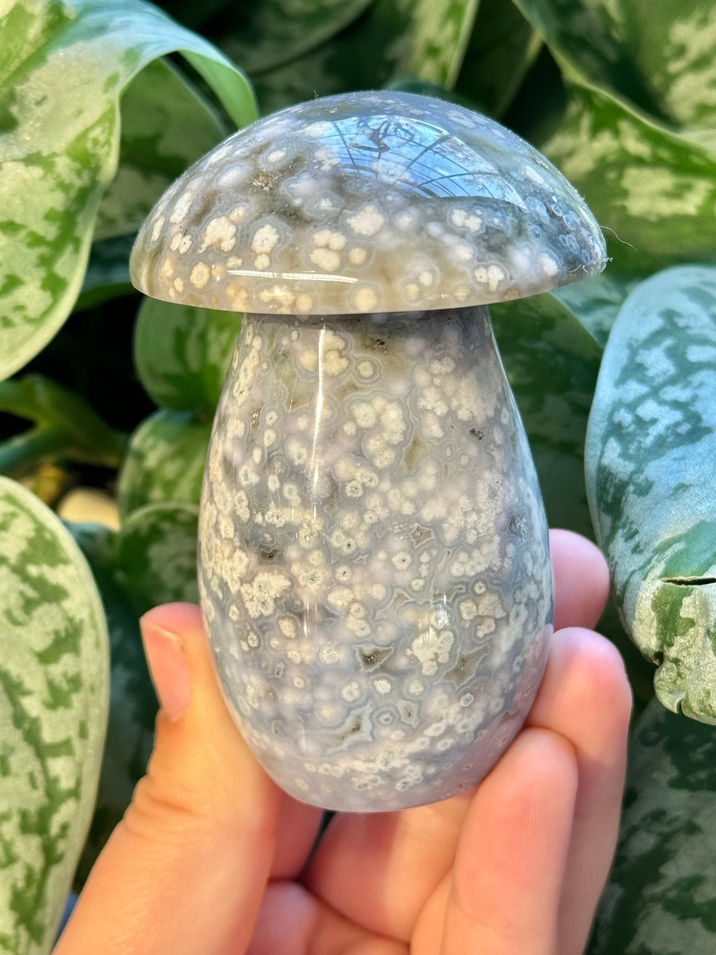 Periwinkle sea jasper mushroom