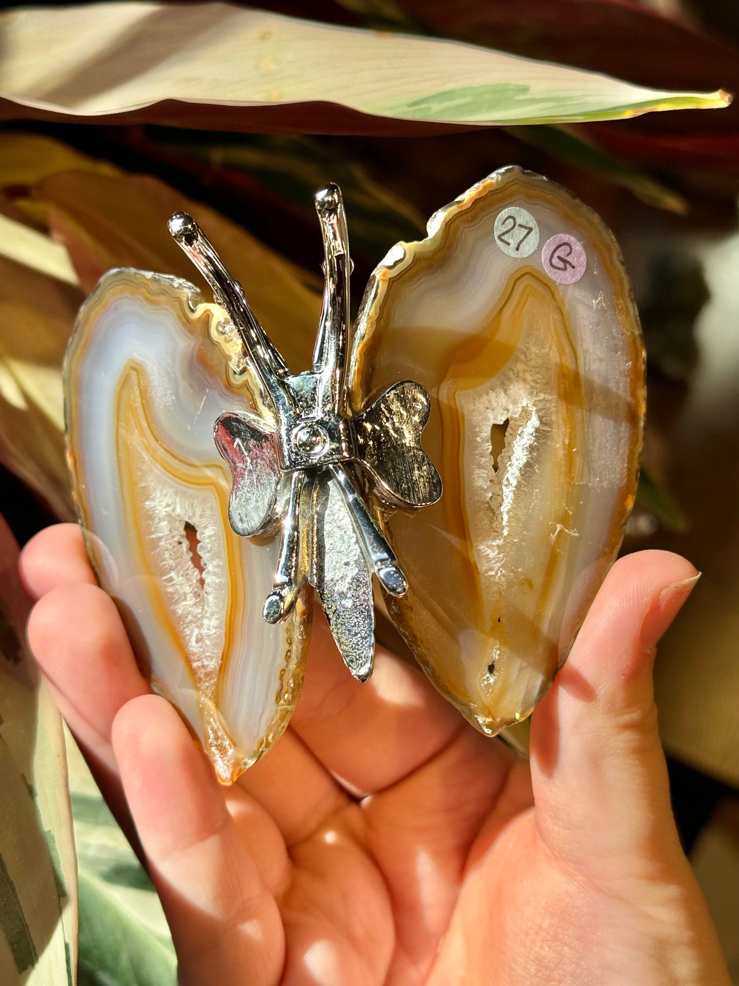 Agate butterfly from Brazil G