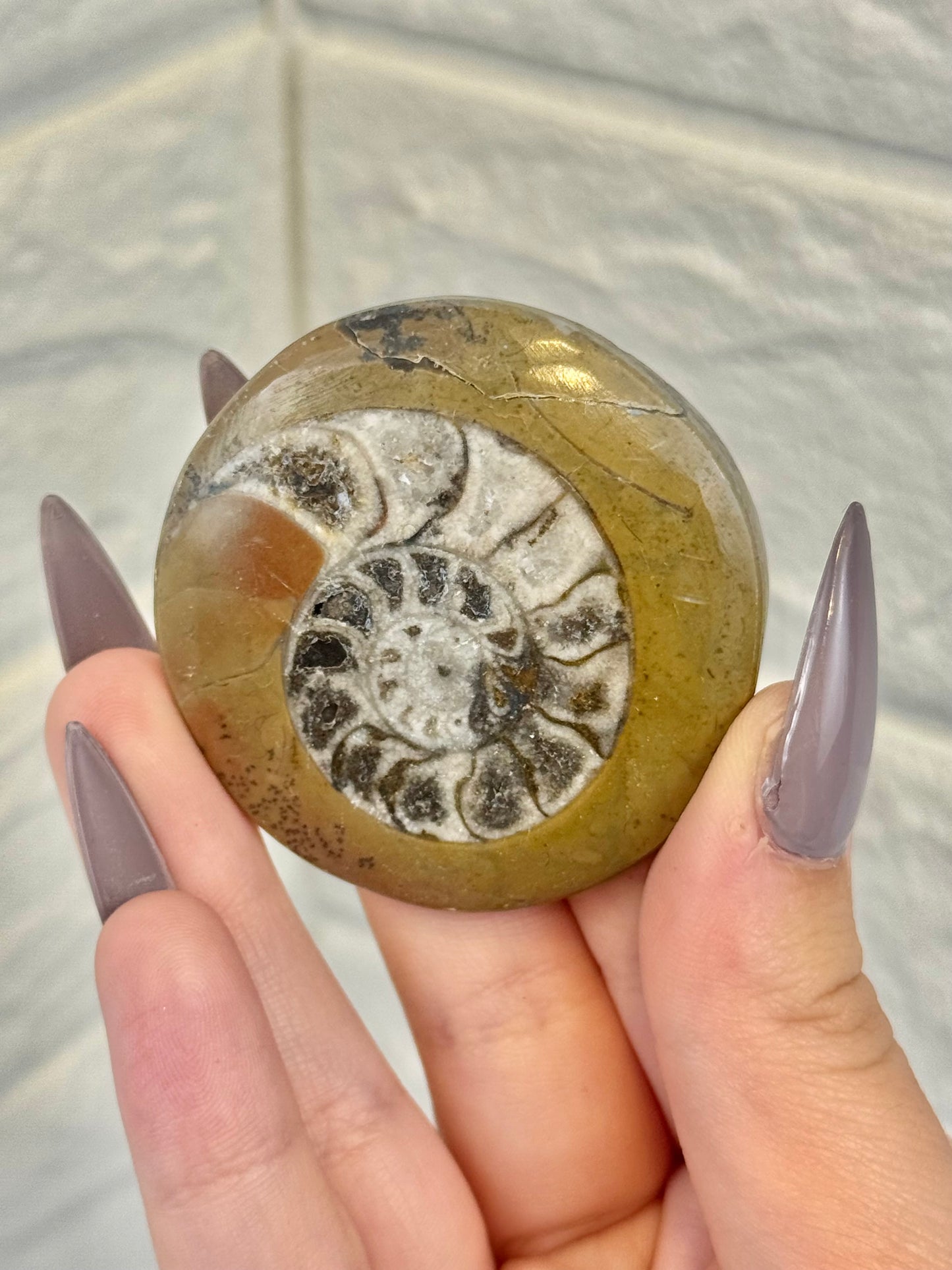 Ammonite fossil from Morocco