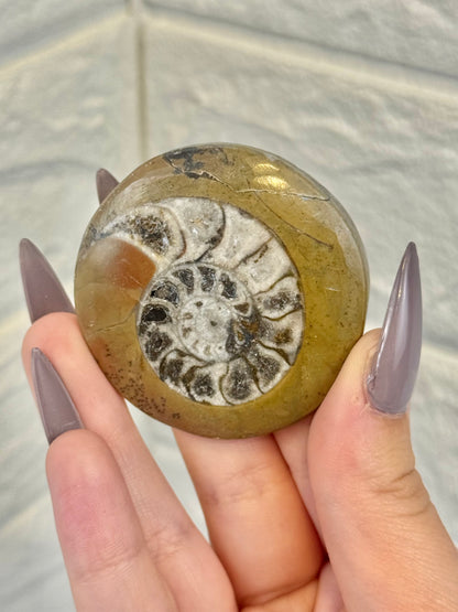Ammonite fossil from Morocco