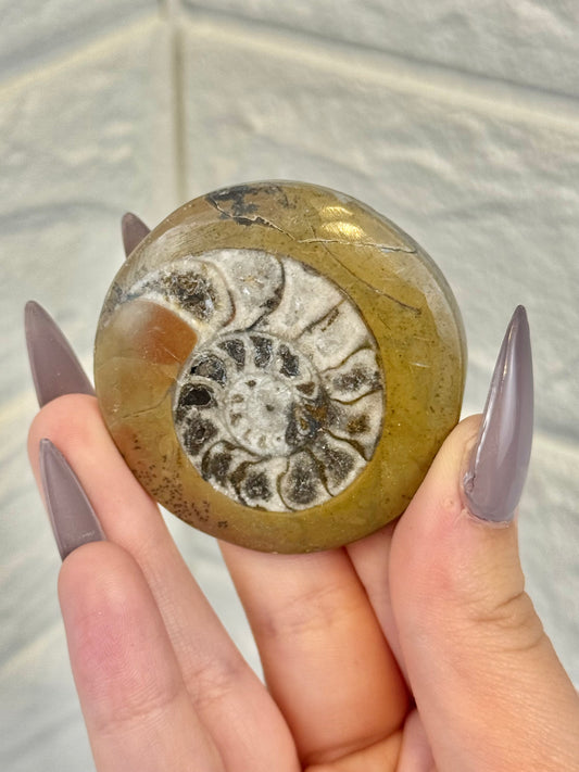 Ammonite fossil from Morocco