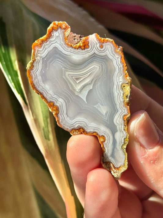 Orange/white laguna agate U