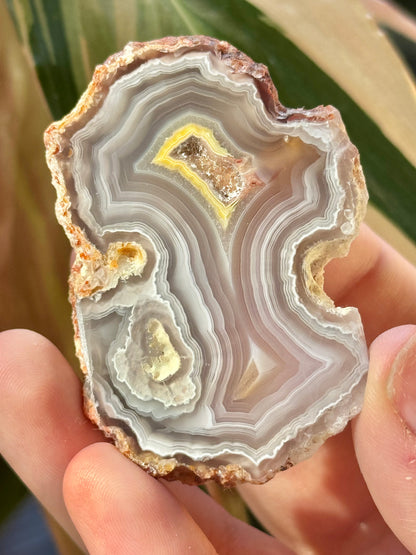 Dark gray/ yellow laguna agate DD