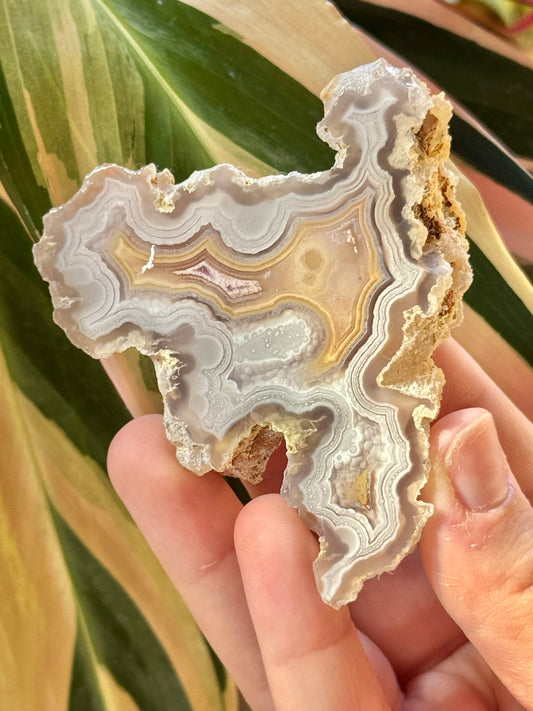 Yellow/ white laguna agate EE