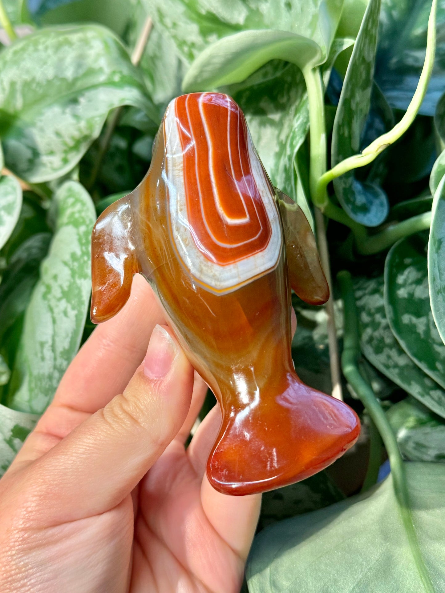 Heated carnelian manatee C