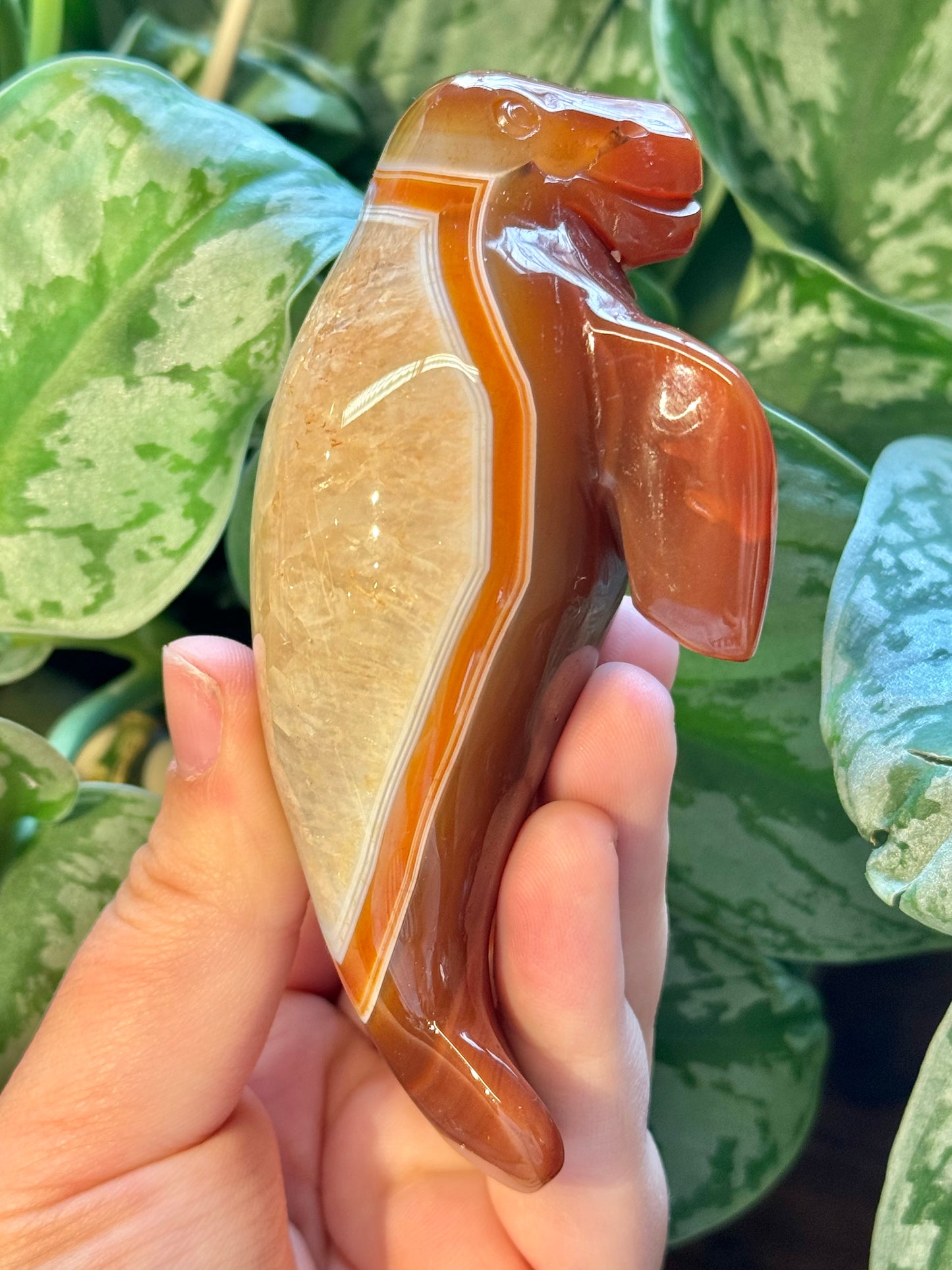 Heated carnelian manatee H