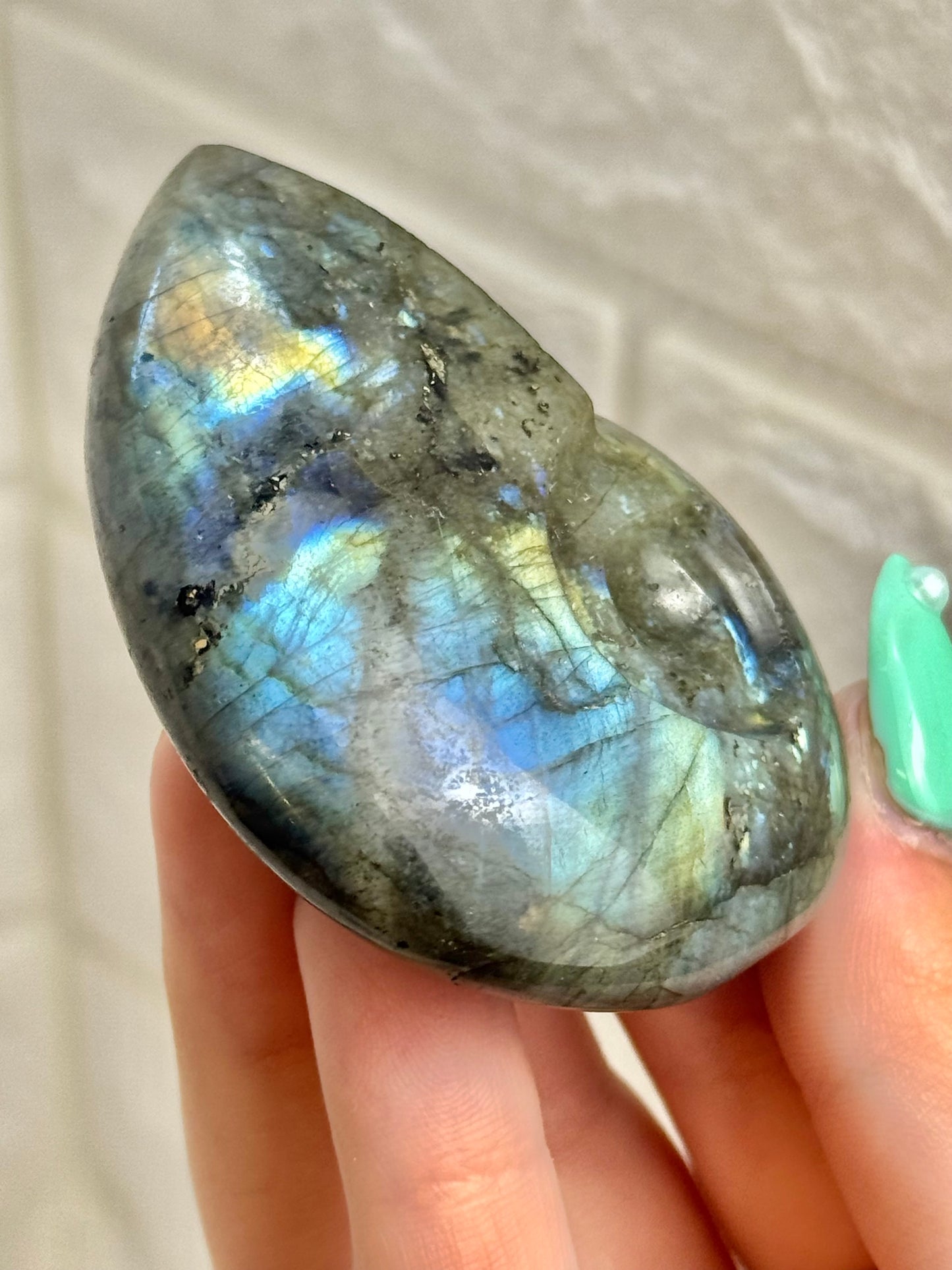 1 labradorite nautilus shell