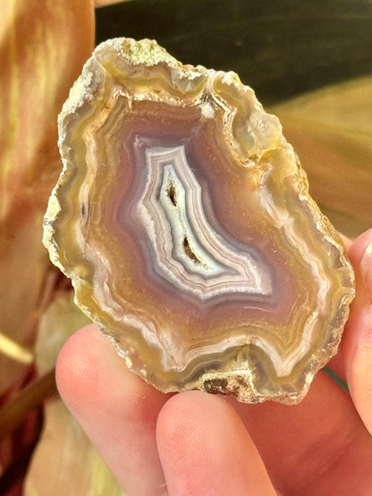 Yellow/plum laguna agate ZZ