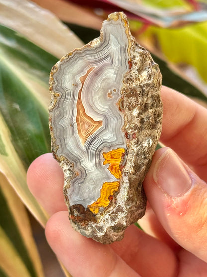 White/orange laguna agate CC