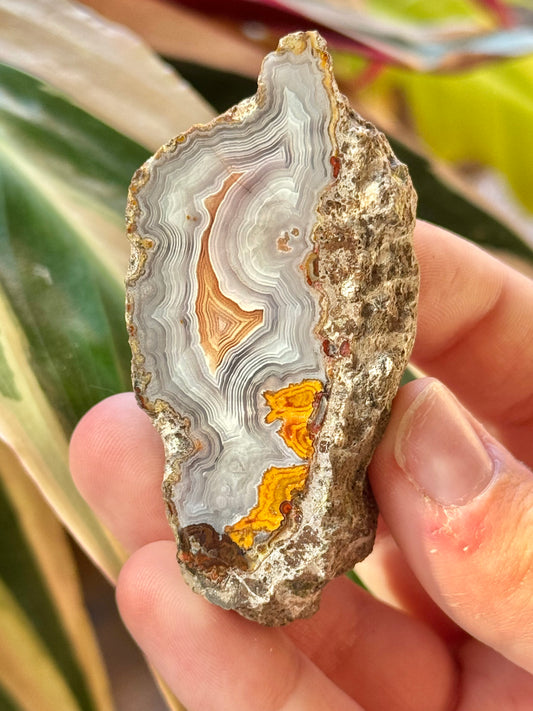 White/orange laguna agate CC