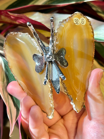 Agate butterfly from Brazil S