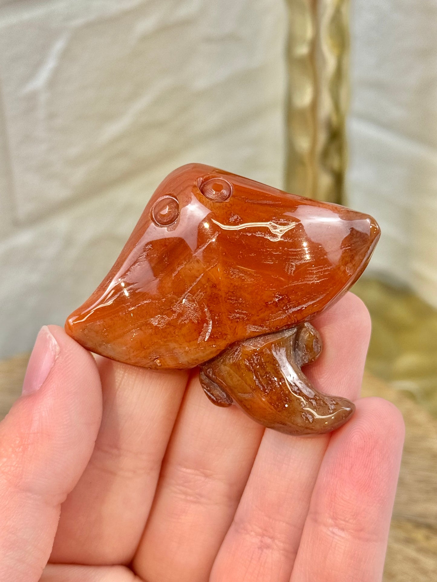 1 adorable carnelian stingray