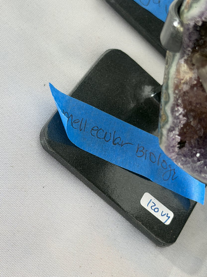 Mellecularbiology