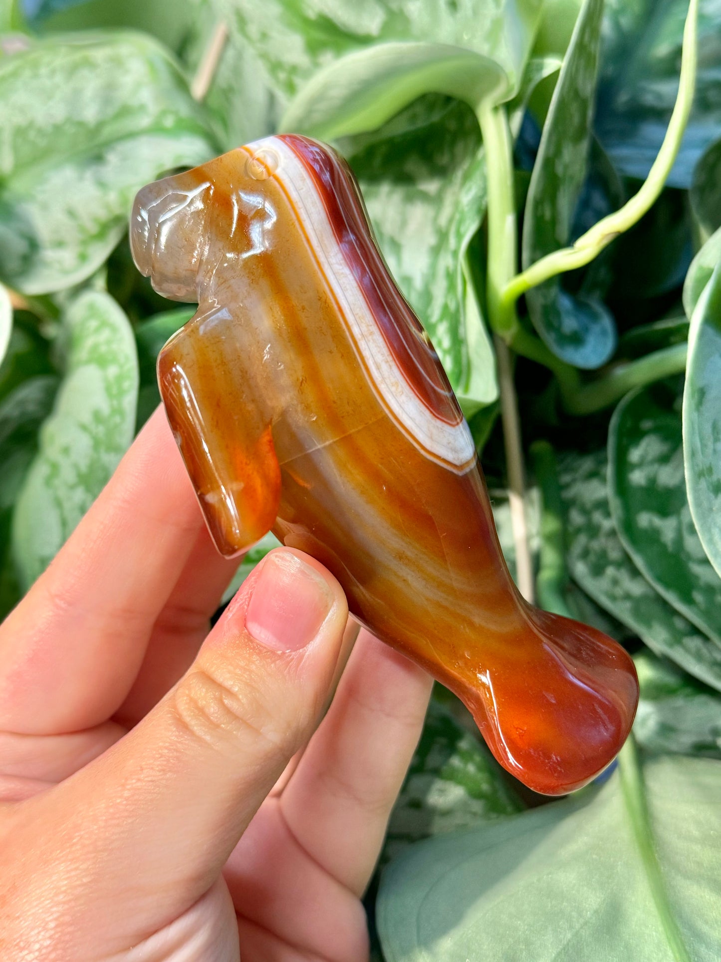 Heated carnelian manatee C